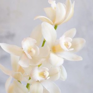 [강원 양양] 소미꽃마을