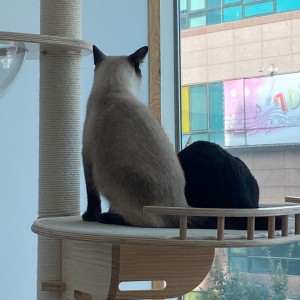 [경기 용인] 스테이야옹고양이호텔