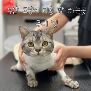 [부산 동래] 쥬디캣
