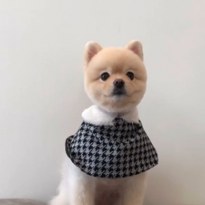 [대구 남구] 마이펫30