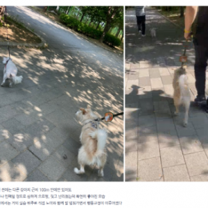 [경기 구리] 프래들 애견학교
