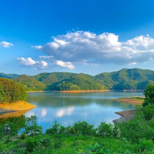 [충북 보은] 파인트리