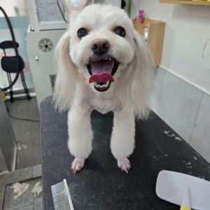 [인천 부평] 루루애견샵