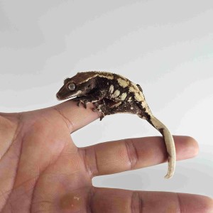 크레무타 렙타일