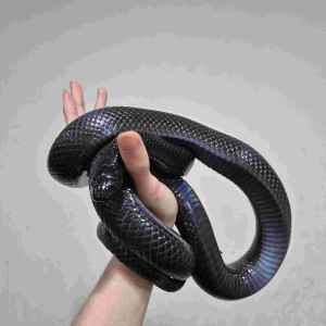 파충류샵 썬즈렙타일