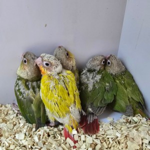 개냥새앵이랜드