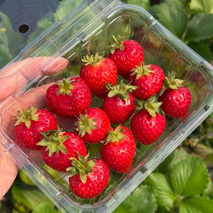 팔당유기농딸기나라 체험농장