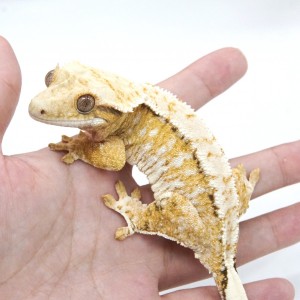 파충류샵 로니게코