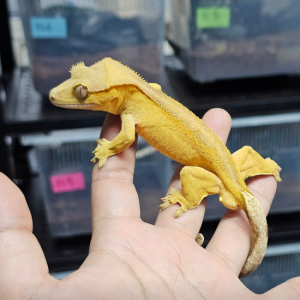 파충류샵 리치맨 인천점