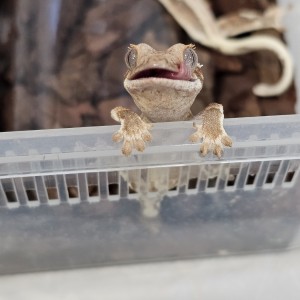 파충류샵 에그테인먼트