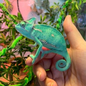 해피주 동물카페 원주점