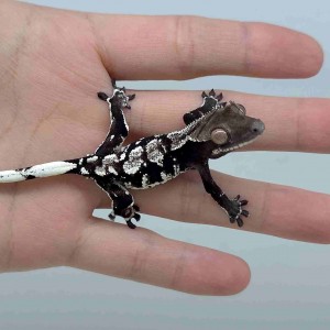 크레다이브게코 과천점