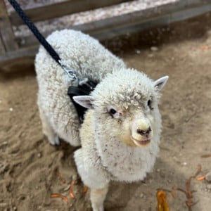 온동물체험농장