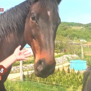 슈퍼말이오 승마장