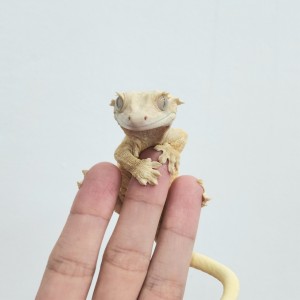 파충류샵 도마뱀라이프&앵무새하우스 시흥은계점