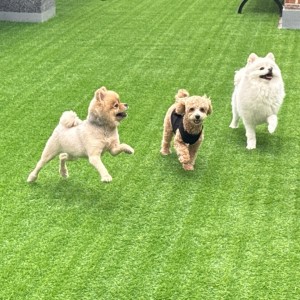 댕댕존 애견유치원