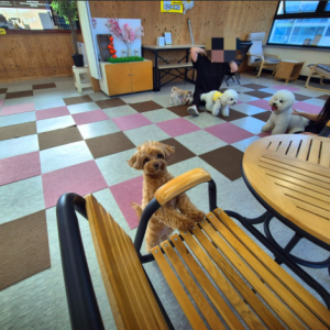 개성애견카페&애견호텔&애견놀이방&애견미용