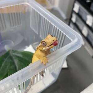 파충류샵 오늘도마뱀 양주