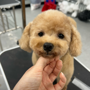 [경기 구리] 구리애견미용학원