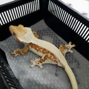 대구 파충류샵 게코아트