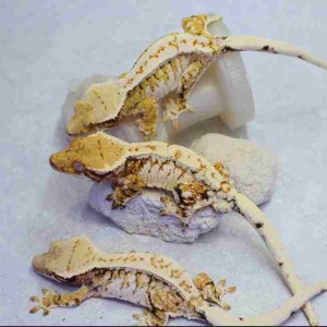 [경기 화성] 티그리스게코 동탄점