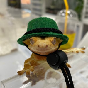 [경기 김포] 파충류샵 오늘도마뱀 김포