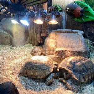 [광주 북구] 광주벅스랜드