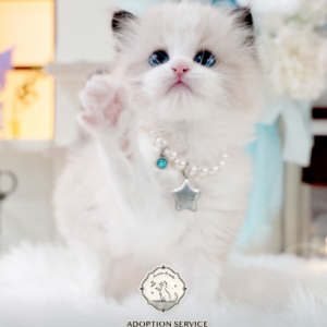 [기자단] 메종 드 네코 센텀본점