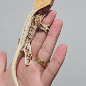 [경기 용인] 파충류샵 크레빈