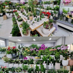 [경기 김포] 몽플로리