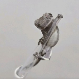 [서울 마포] 파충류샵 크레용 신촌점