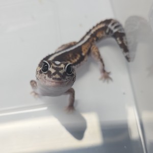 [경기 고양] 파슐랭