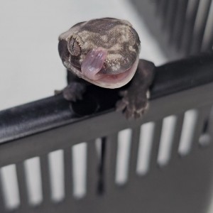 [경기 고양] 파충류샵 크레윙 고양 능곡점