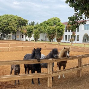 [제주 서귀포] 목장카페 밭디