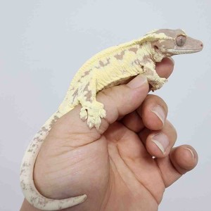 [광주 북구] 클로버크레