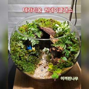 [울산 남구] 이끼핀나무