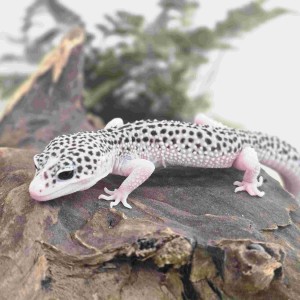 [인천 연수] 파충류샵 비바어스렙타일