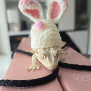 [경기 화성] 렙타일갤러리