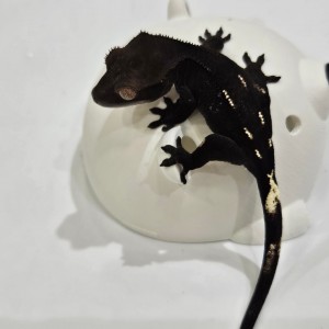 [부산 기장] 팬크레