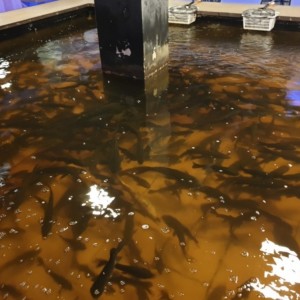 [경기 수원] 수원실내낚시터