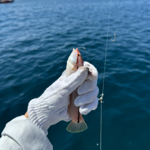 [제주 서귀포] 새연교바다배낚시