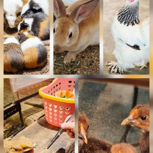 [경기 양평] 굼프로곤충체험학습농장