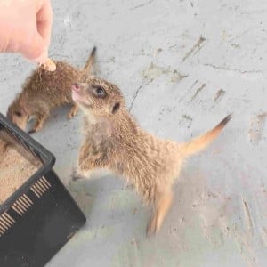 [경남 진주] 와우펫앤쥬 진주점