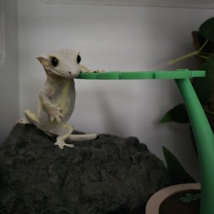 파충류샵 크레용 신촌점