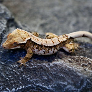 티그리스게코 서울강동점