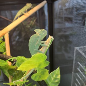 파충류샵 도마뱀라이프 인천루원시티점