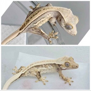 파충류샵 룸메이트