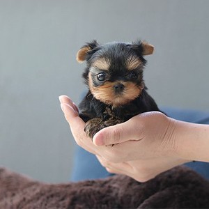 개떼놀이터 인천점