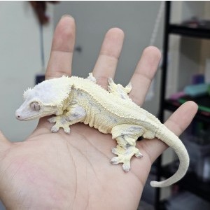 [경기 화성] 크레마렙타일