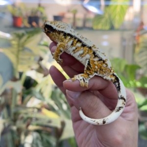 [경기 김포] 파충류샵 수염농장 김포점